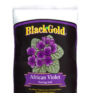 Black Gold African Violet Mix