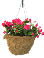 16" Flat Bottom Sphagnum Moss Basket w. Hanger