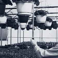 Hanging Basket Remover