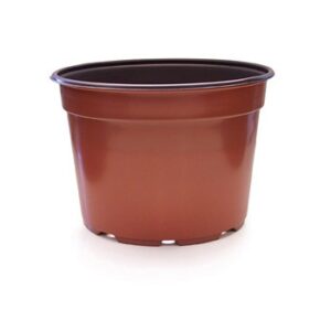 9" x 6.25" Coex Mum Pan
