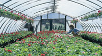 Poly 3 mil Clear 28' x 100'